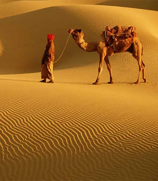 camel (2)